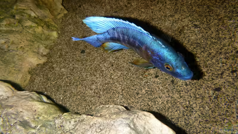Besatz im Aquarium Becken 27745 von namaycushfreak (37)