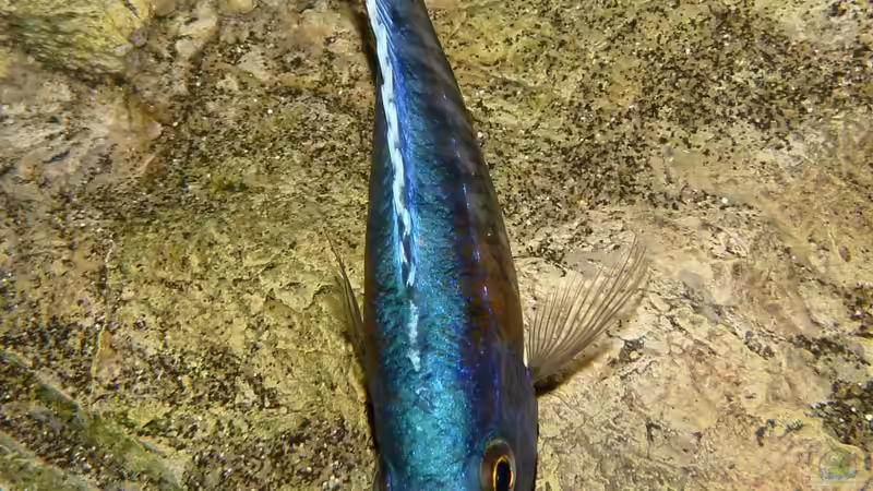 Besatz im Aquarium Becken 27745 von namaycushfreak (38)