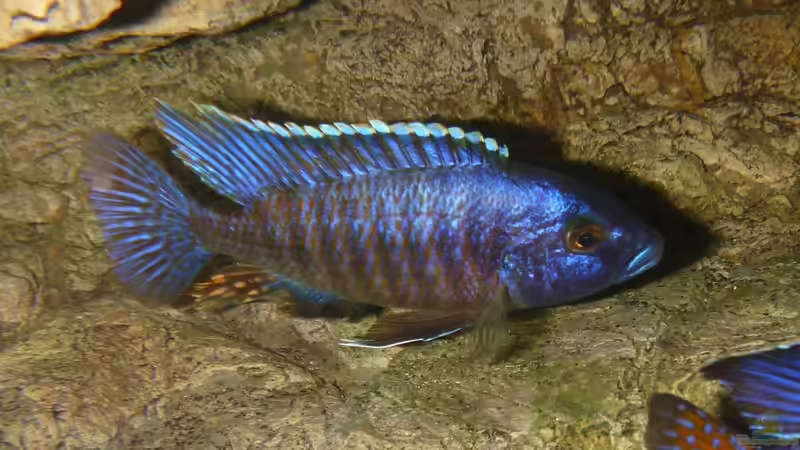 Besatz im Aquarium Becken 27745 von namaycushfreak (40)