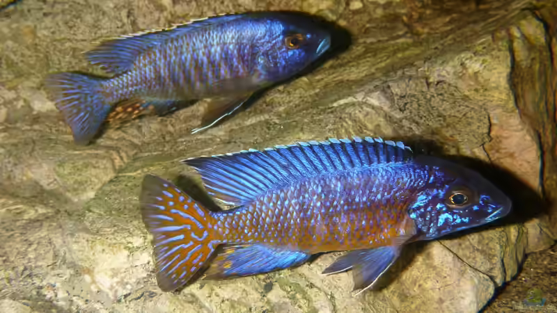 Besatz im Aquarium Becken 27745 von namaycushfreak (41)