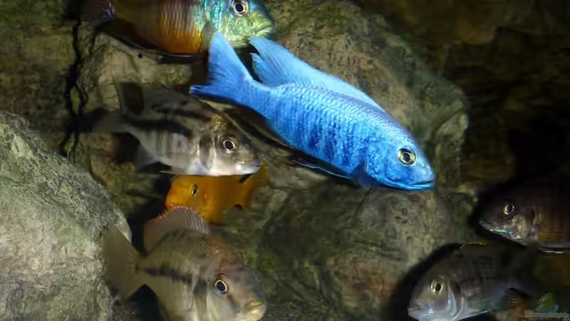 Besatz im Aquarium Becken 27745 von namaycushfreak (42)