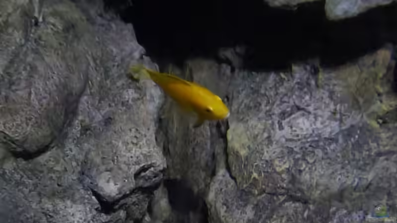 Besatz im Aquarium Becken 27745 von namaycushfreak (43)