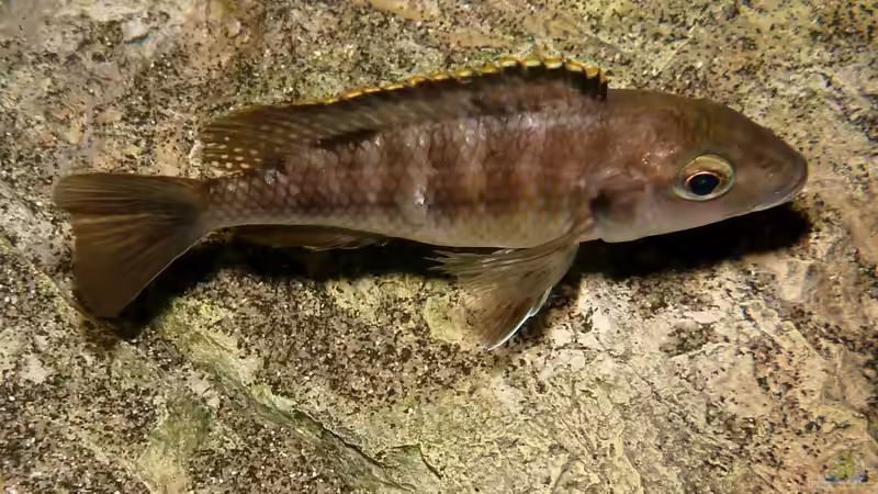 Besatz im Aquarium Becken 27745 von namaycushfreak (44)