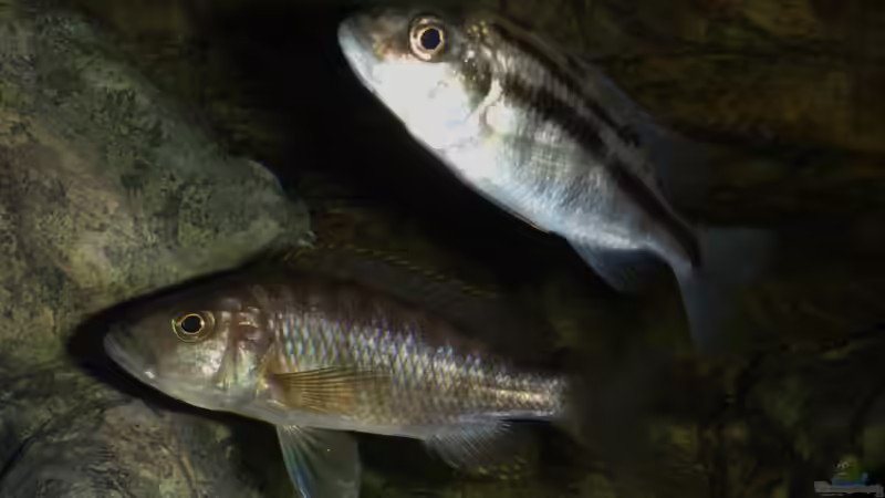 Besatz im Aquarium Becken 27745 von namaycushfreak (46)