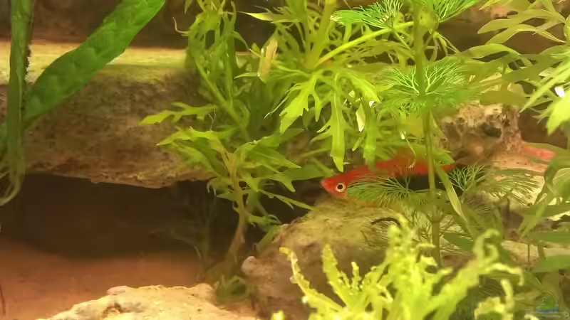 Besatz im Aquarium Becken 27772 von Jan H. (34)