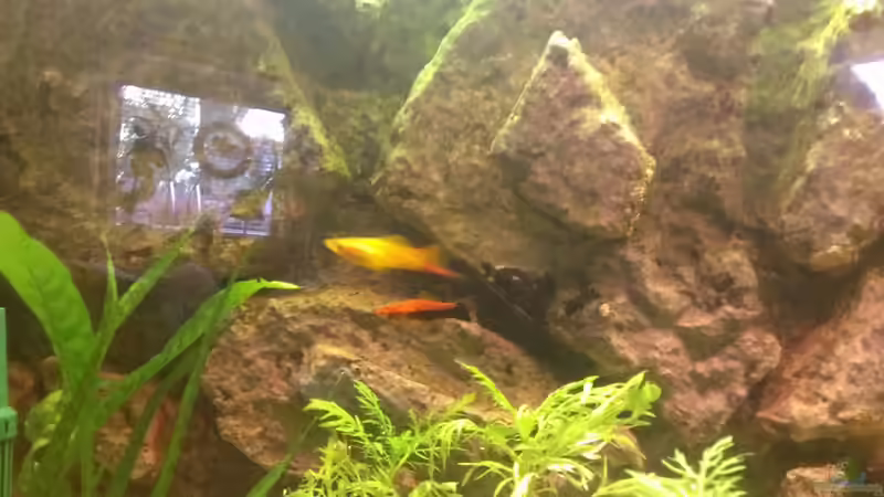 Besatz im Aquarium Becken 27772 von Jan H. (35)