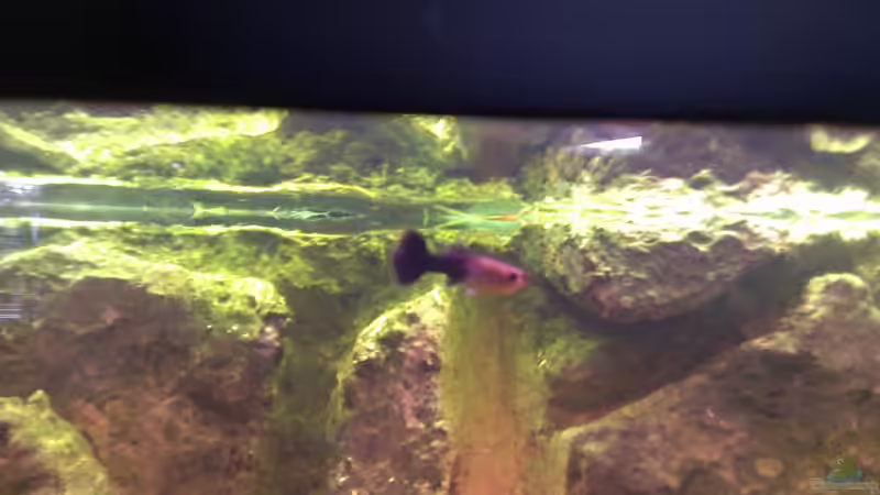 Besatz im Aquarium Becken 27772 von Jan H. (36)