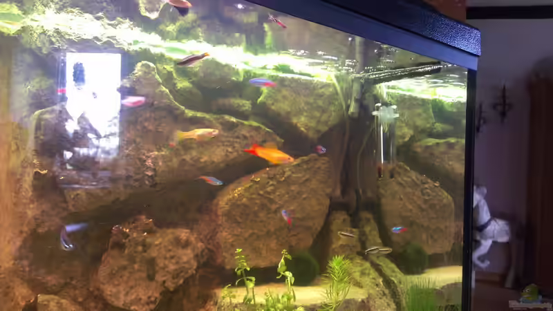 Besatz im Aquarium Becken 27772 von Jan H. (37)