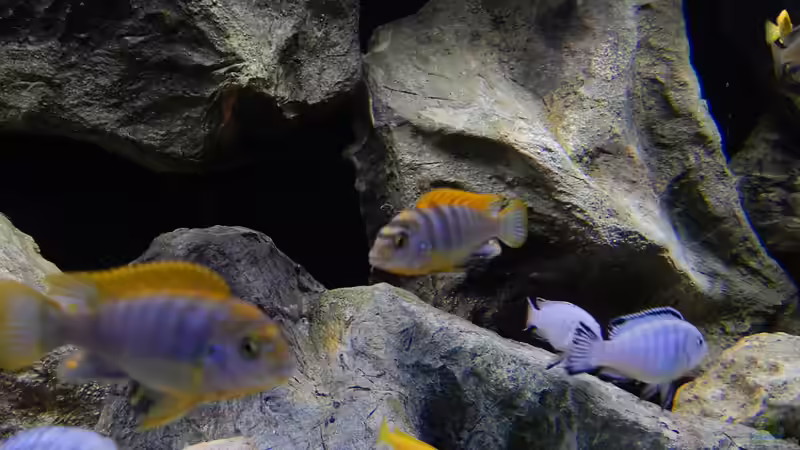 Besatz im Aquarium Becken 27776 von ivi (18)