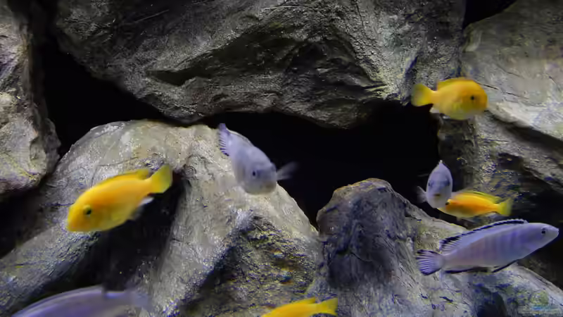 Besatz im Aquarium Becken 27776 von ivi (19)