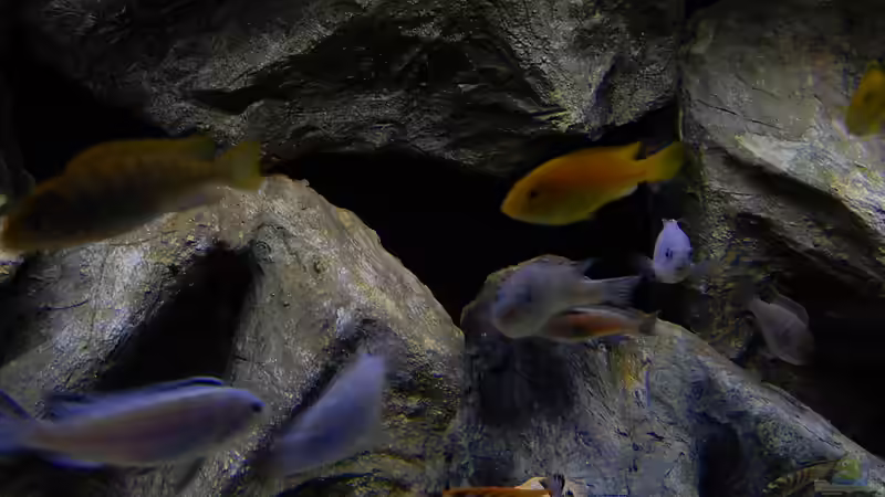 Besatz im Aquarium Becken 27776 von ivi (20)