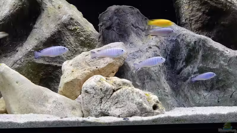 Besatz im Aquarium Becken 27776 von ivi (21)