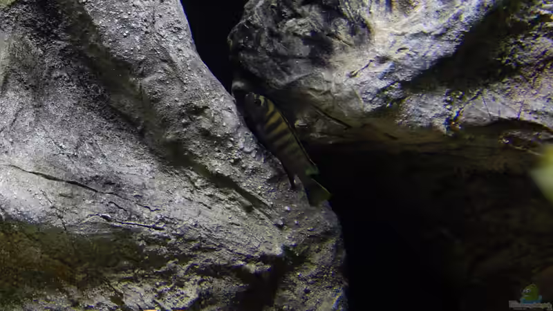 Besatz im Aquarium Becken 27776 von ivi (22)