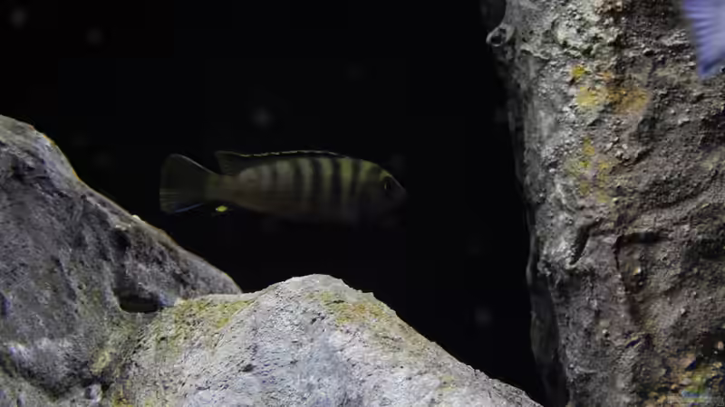 Besatz im Aquarium Becken 27776 von ivi (23)