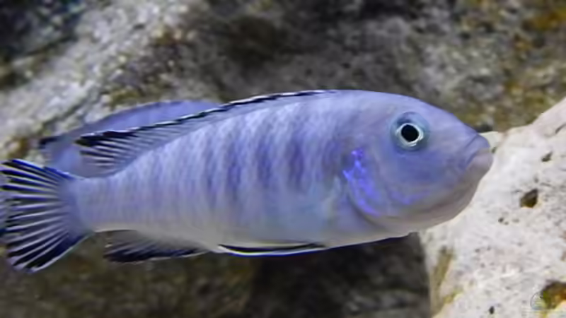 Besatz im Aquarium Becken 27776 von ivi (24)