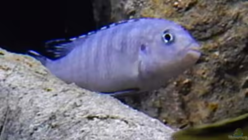 Besatz im Aquarium Becken 27776 von ivi (26)