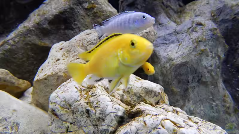 Besatz im Aquarium Becken 27776 von ivi (27)