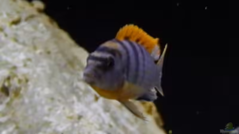 Besatz im Aquarium Becken 27776 von ivi (28)