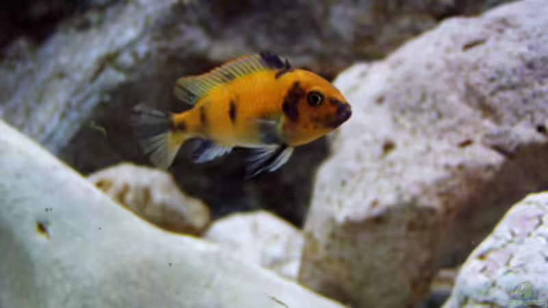 Besatz im Aquarium Becken 27776 von ivi (30)