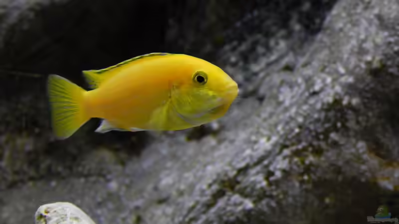 Besatz im Aquarium Becken 27776 von ivi (31)