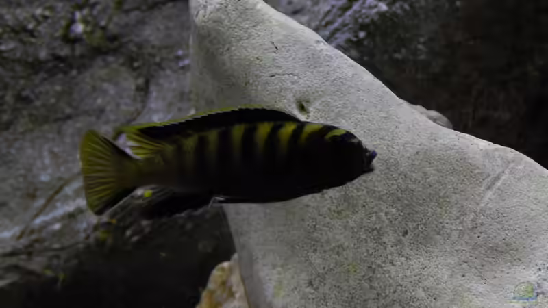 Besatz im Aquarium Becken 27776 von ivi (32)