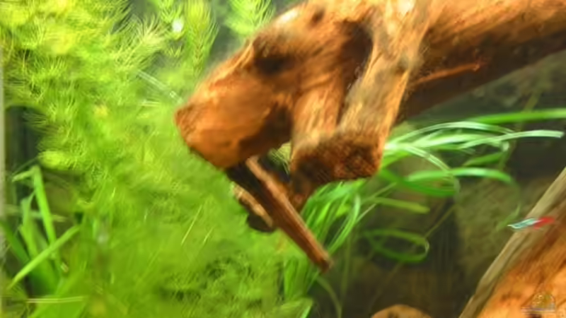 Besatz im Aquarium Becken 2779 von Frank Rollmann (10)