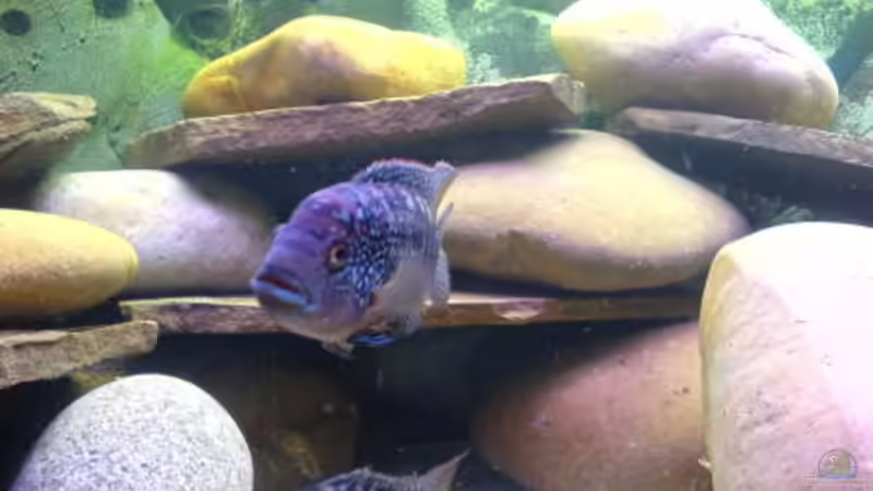 Besatz im Aquarium Becken 2779 von Frank Rollmann (12)