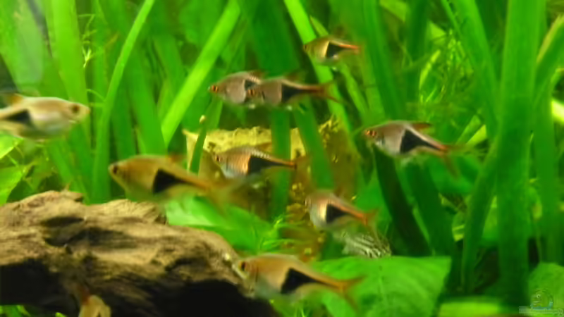Besatz im Aquarium Becken 27826 (Nur noch als Beispiel) von Ruppinho (24)