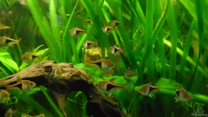 Besatz im Aquarium Becken 27826 (Nur noch als Beispiel) von Ruppinho (25)