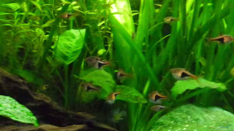 Besatz im Aquarium Becken 27826 (Nur noch als Beispiel) von Ruppinho (27)