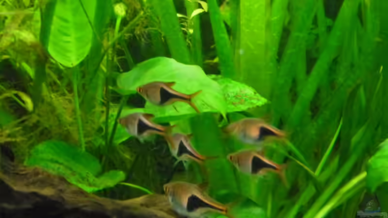 Besatz im Aquarium Becken 27826 (Nur noch als Beispiel) von Ruppinho (28)