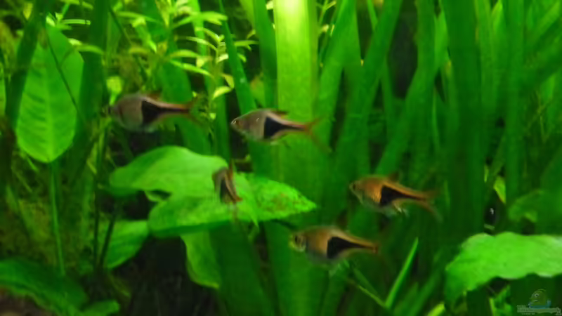 Besatz im Aquarium Becken 27826 (Nur noch als Beispiel) von Ruppinho (29)