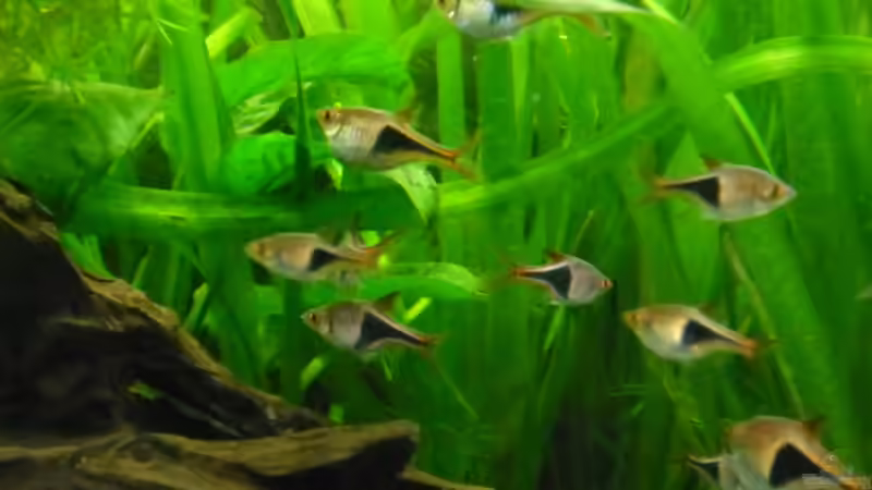 Besatz im Aquarium Becken 27826 (Nur noch als Beispiel) von Ruppinho (30)