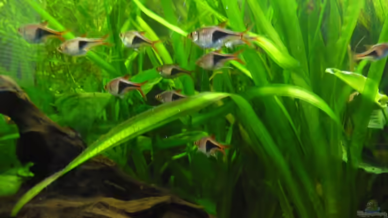 Besatz im Aquarium Becken 27826 (Nur noch als Beispiel) von Ruppinho (31)