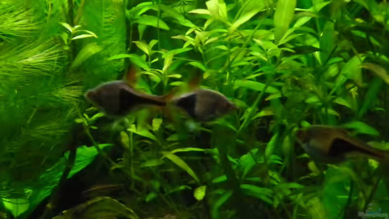 Besatz im Aquarium Becken 27826 (Nur noch als Beispiel) von Ruppinho (32)