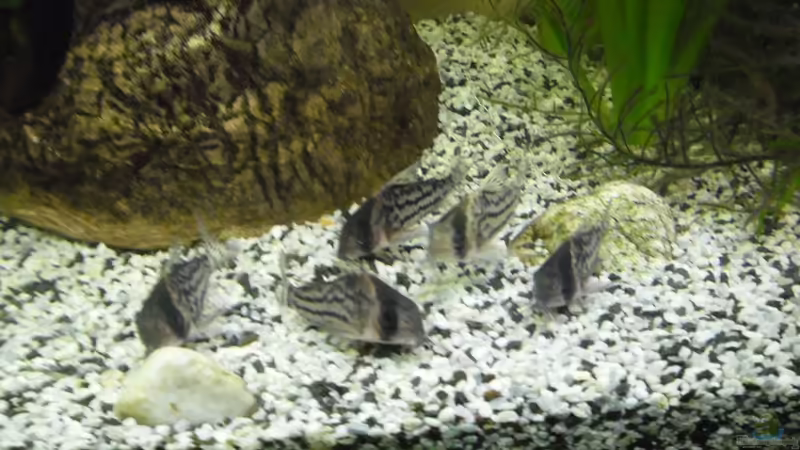Besatz im Aquarium Becken 27826 (Nur noch als Beispiel) von Ruppinho (33)