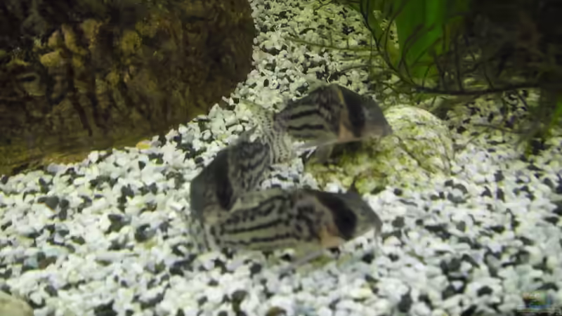 Besatz im Aquarium Becken 27826 (Nur noch als Beispiel) von Ruppinho (34)