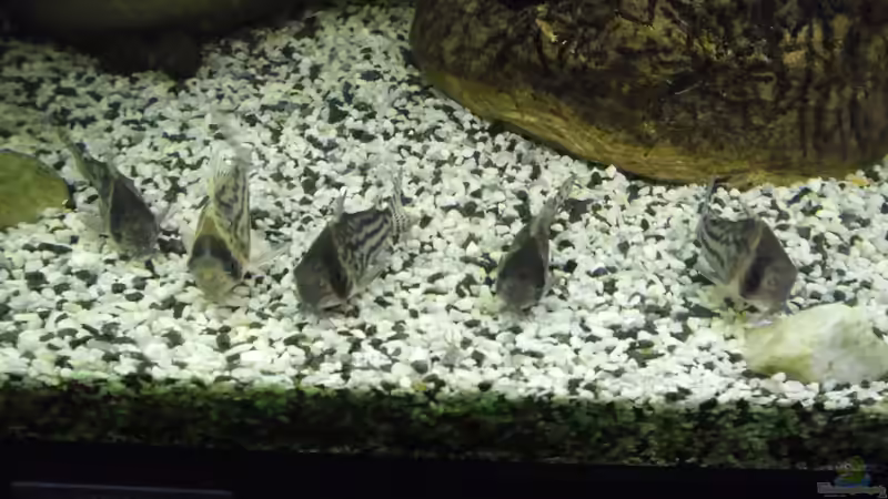 Besatz im Aquarium Becken 27826 (Nur noch als Beispiel) von Ruppinho (35)