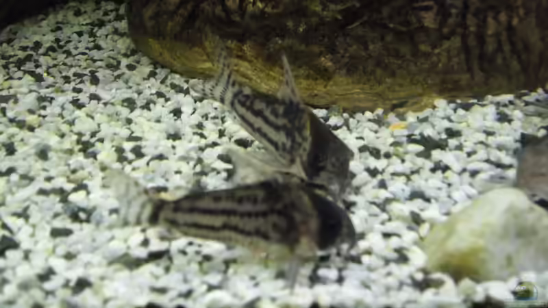 Besatz im Aquarium Becken 27826 (Nur noch als Beispiel) von Ruppinho (36)