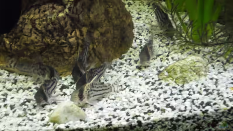 Besatz im Aquarium Becken 27826 (Nur noch als Beispiel) von Ruppinho (37)