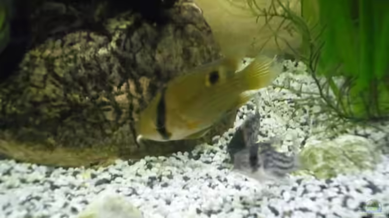 Besatz im Aquarium Becken 27826 (Nur noch als Beispiel) von Ruppinho (38)