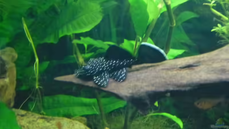 Besatz im Aquarium Becken 27826 (Nur noch als Beispiel) von Ruppinho (39)