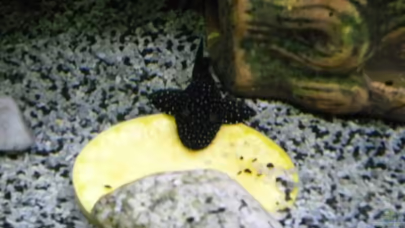 Besatz im Aquarium Becken 27826 (Nur noch als Beispiel) von Ruppinho (41)