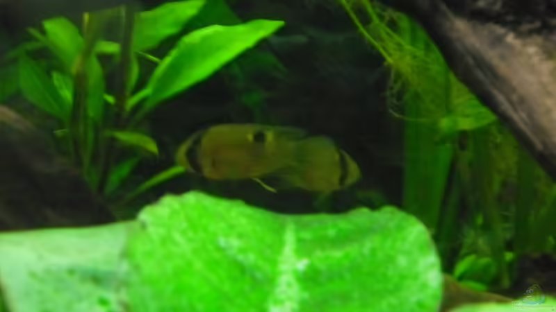 Besatz im Aquarium Becken 27826 (Nur noch als Beispiel) von Ruppinho (43)