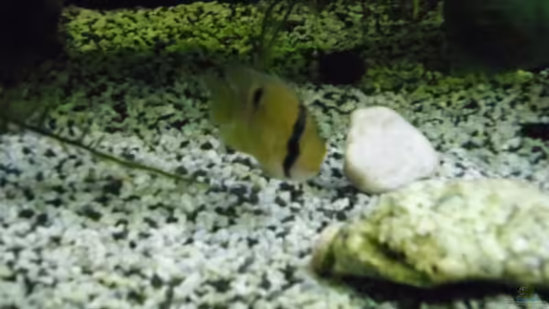 Besatz im Aquarium Becken 27826 (Nur noch als Beispiel) von Ruppinho (45)