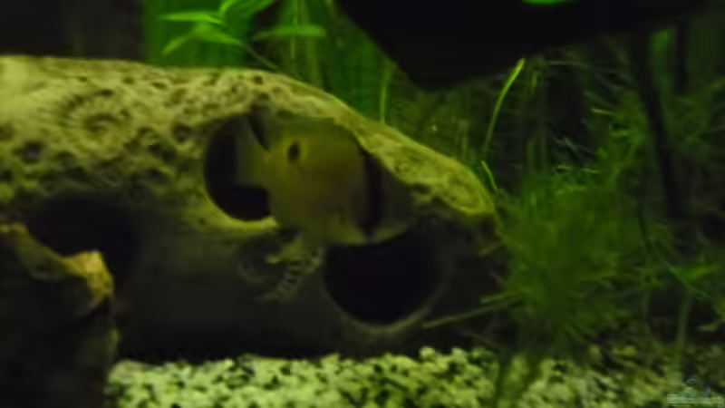 Besatz im Aquarium Becken 27826 (Nur noch als Beispiel) von Ruppinho (46)