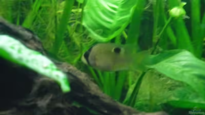 Besatz im Aquarium Becken 27826 (Nur noch als Beispiel) von Ruppinho (48)