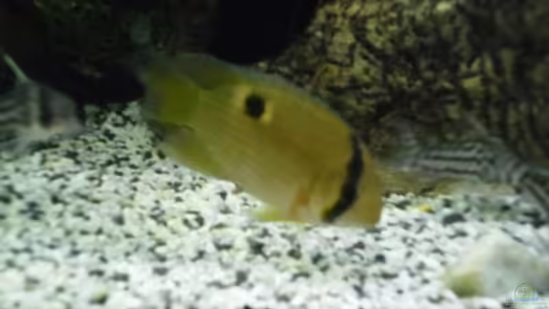 Besatz im Aquarium Becken 27826 (Nur noch als Beispiel) von Ruppinho (49)