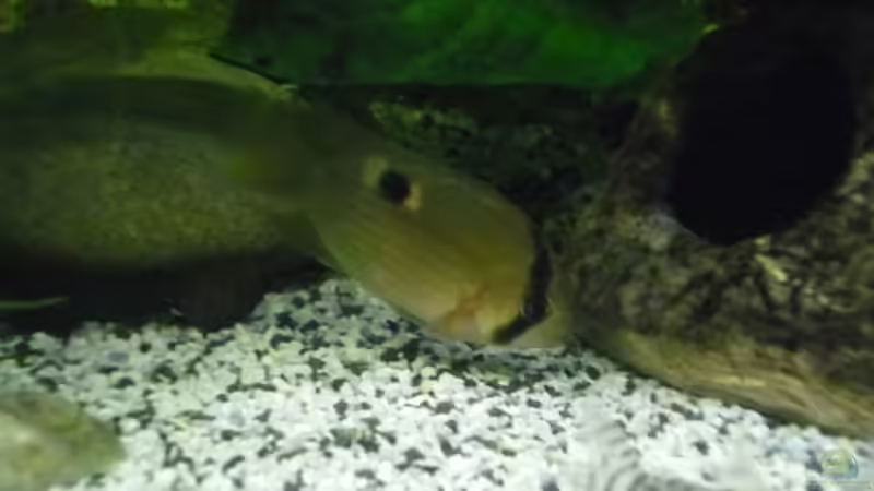 Besatz im Aquarium Becken 27826 (Nur noch als Beispiel) von Ruppinho (50)