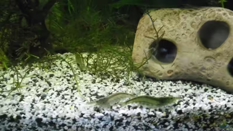 Besatz im Aquarium Becken 27826 (Nur noch als Beispiel) von Ruppinho (51)